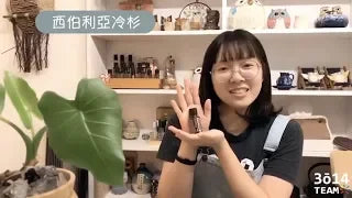 冷杉：森林般的香氣，撫慰你的身心